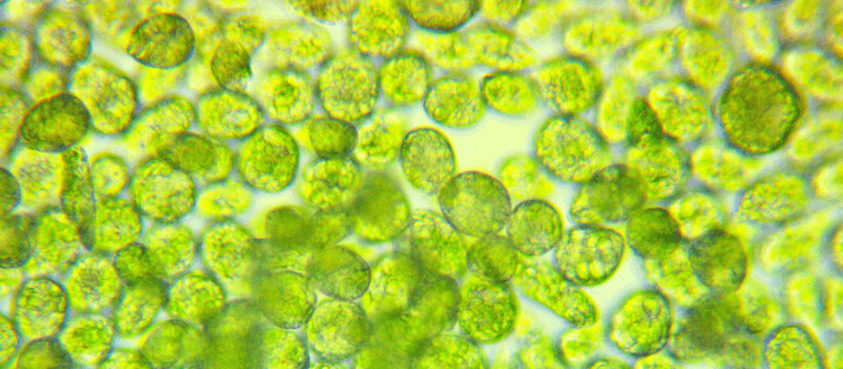 Astaxanthin cells