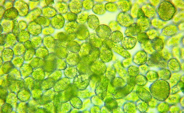 New Tech License to Launch Euglena-derived Products | Algatech