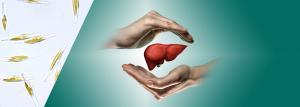 why is the liver so important