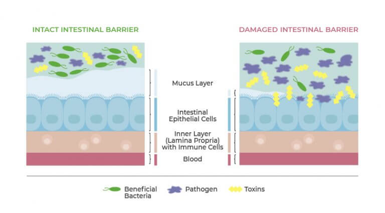 Bioecolians as Prebiotics to Increase Gut Health | Algatech